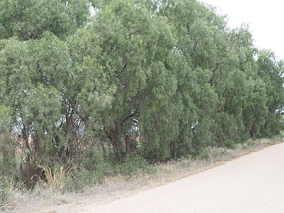 Acacia salicina pl Denzel Murfet Port Pirie